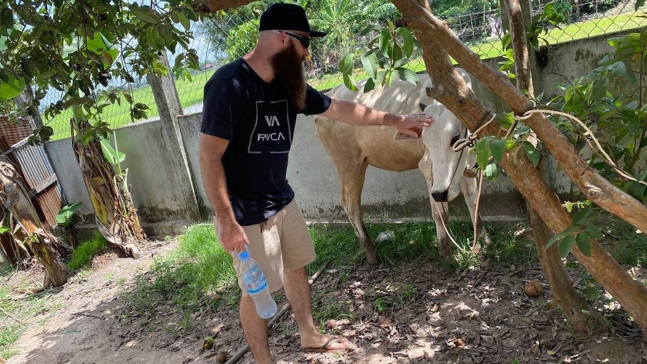 Project Cow