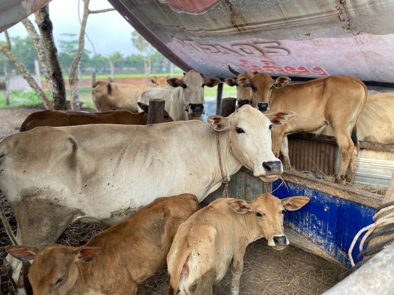 Project Cow Success - May 2022