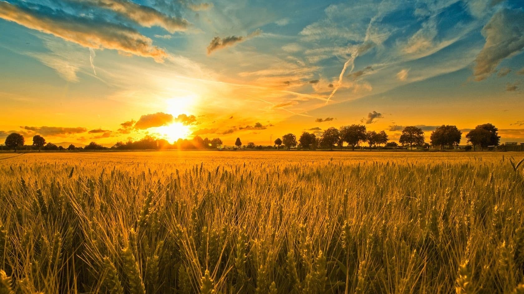 The Harvest is Ripe